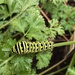 caterpillar  by wiesnerbeth