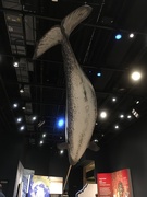 6th Oct 2019 - narwhal exhibit 