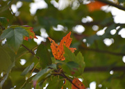 7th Oct 2019 - Autumn Leaf