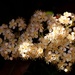 Springtime blossoms by kiwinanna