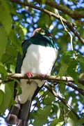 6th Oct 2019 - Kereru in the trees