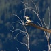 Kingfisher by kiwinanna