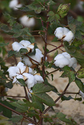 6th Oct 2019 - Cotton in full bloom