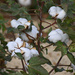 Cotton in full bloom by homeschoolmom