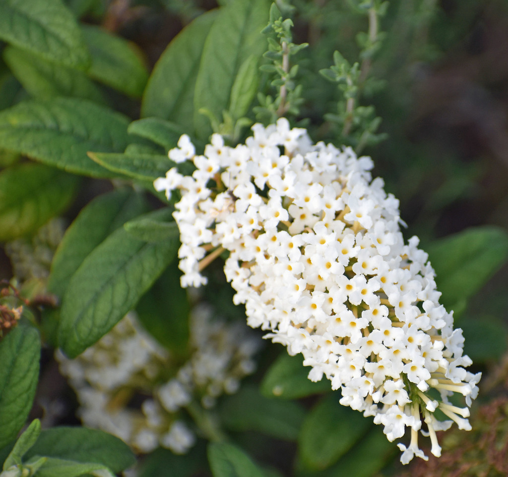 White flowers by homeschoolmom