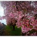 Cherry blossom .. by julzmaioro