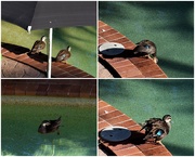 6th Oct 2019 - Ducks In The Pool ~   