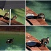 Ducks In The Pool ~    by happysnaps