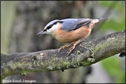 8th Oct 2019 - RK3_2441  Today's nuthatch