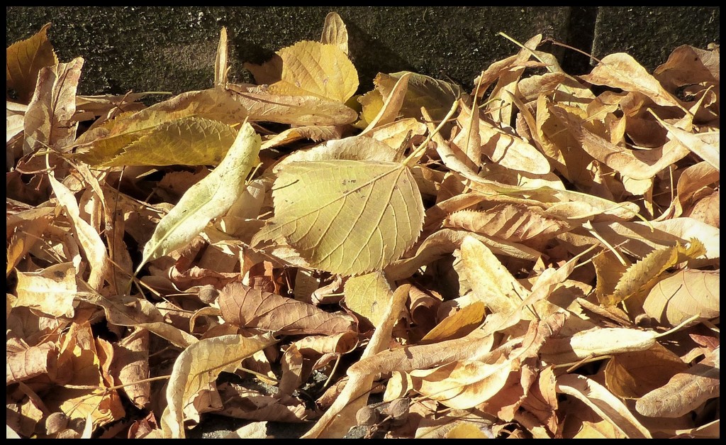 leaves by jokristina