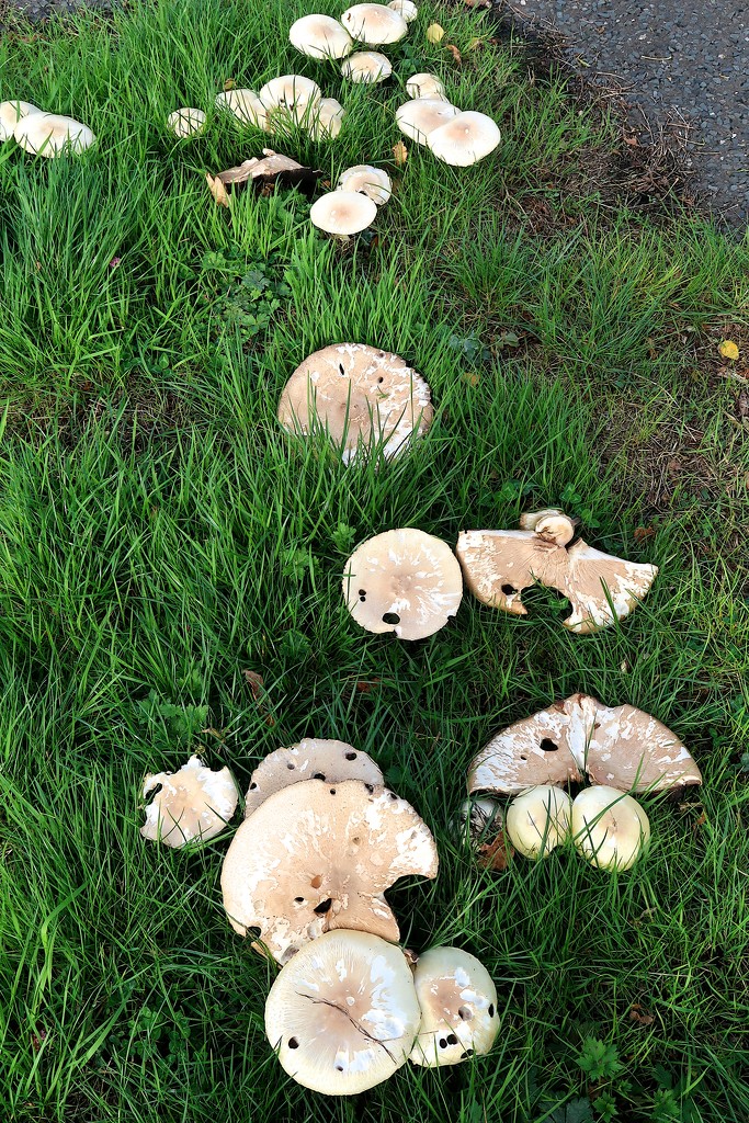 Toadstools or Mushrooms by davemockford