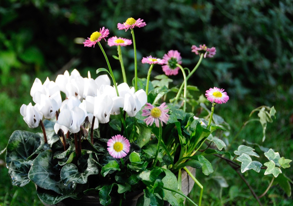Cyclamen and daisies by rosie00