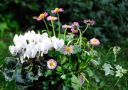 6th Oct 2019 - Cyclamen and daisies