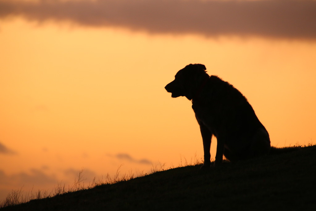 Just a dog at twilight by shepherdman