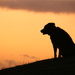 Just a dog at twilight by shepherdman