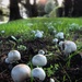 Not so much a fairy ring...  by 30pics4jackiesdiamond