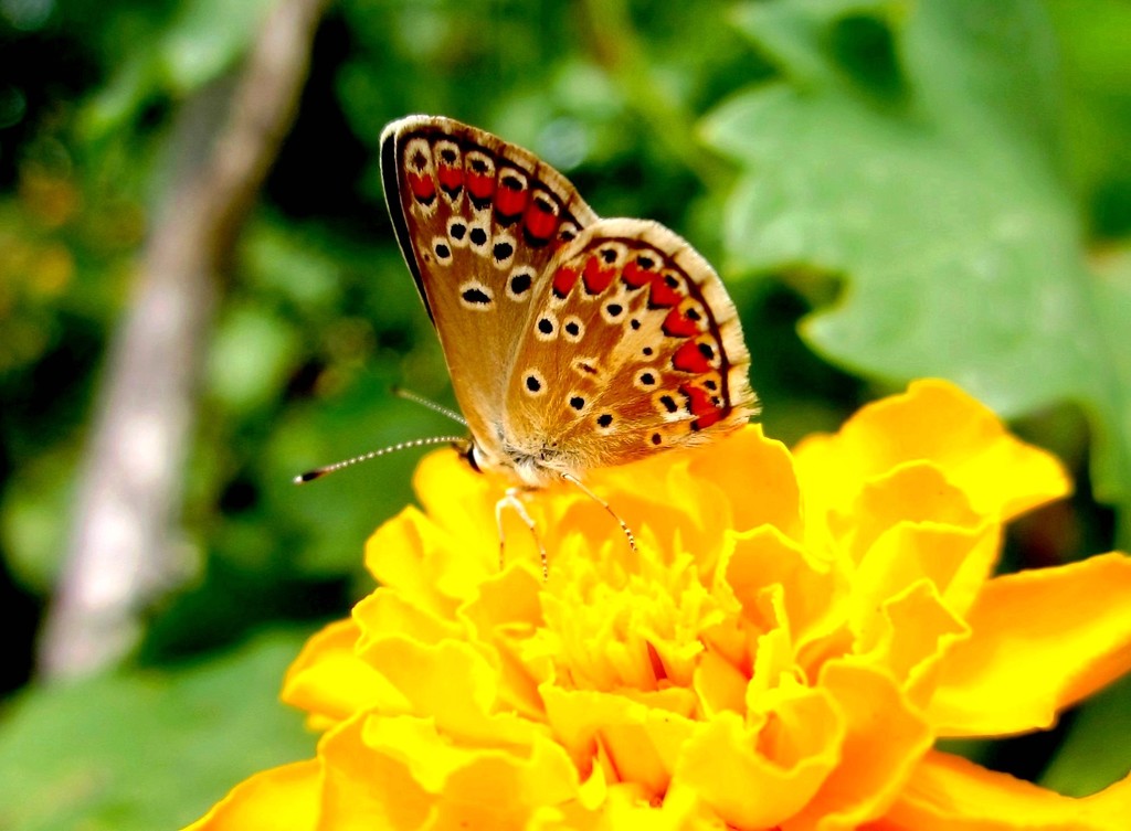 Leptirić i cvijet by vesna0210