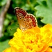Leptirić i cvijet by vesna0210