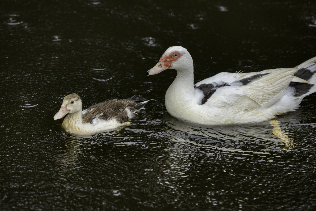 Rainy Day for Ducks by kvphoto