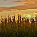 Cornfield at Sunrise by lynnz