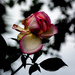 End of the day... end of a rose. by vignouse
