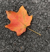 7th Oct 2019 - That first leaf