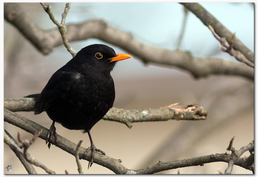blackbird by lastrami_