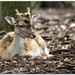 deer by lastrami_