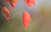 8th Oct 2019 - Sugar Maple Leaves