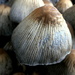 Fungi by gaf005