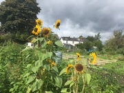 8th Oct 2019 - Not very sunflowers
