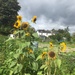 Not very sunflowers by hannahbeth
