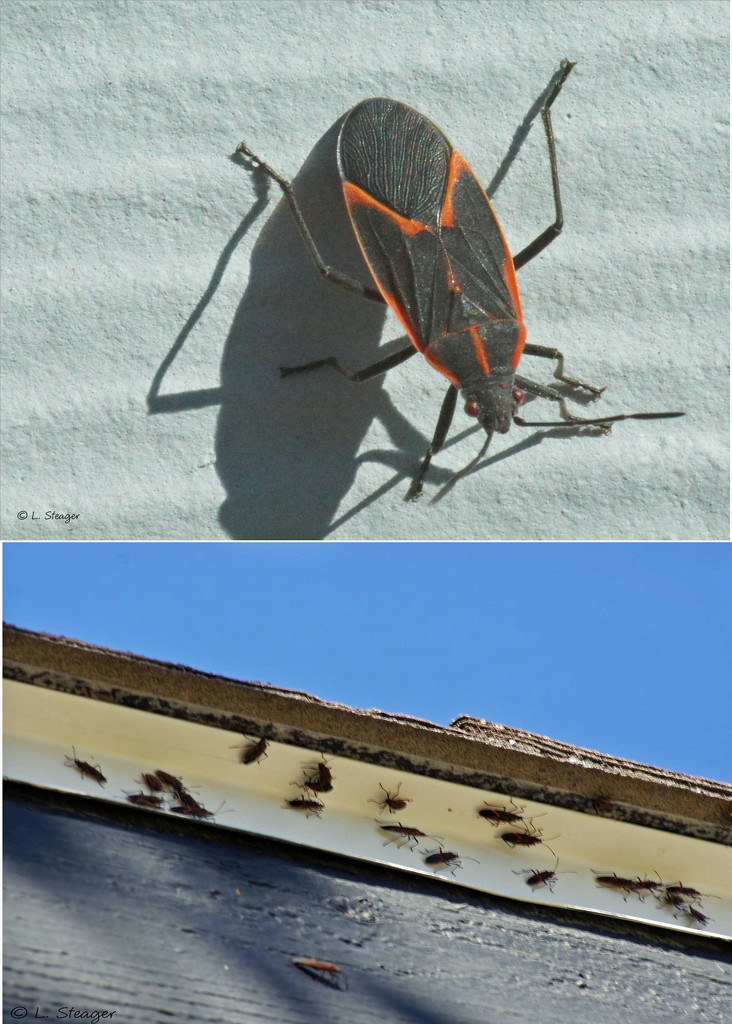 Boxelder bug  by larrysphotos