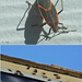 Boxelder bug  by larrysphotos