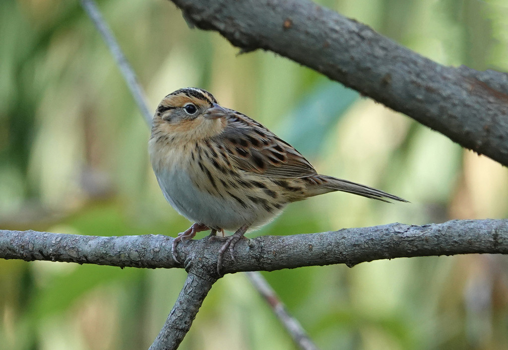 Migrating LeConte's Sparrow by annepann