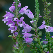 8th Oct 2019 - obedient plant