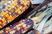 8th Oct 2019 - Indian Corn at the Farmer's Market