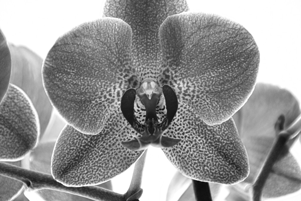 Day 281:  Orchid In Black And White by sheilalorson