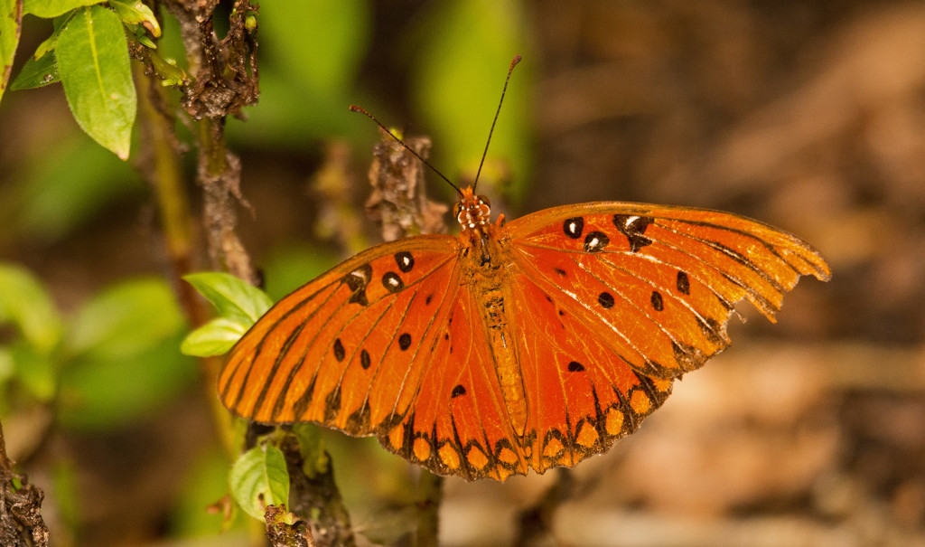 Gulf Fritillary Butterfly! by rickster549