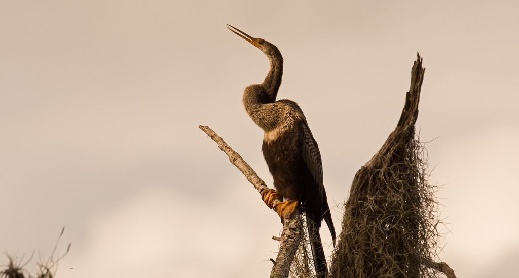 Anhinga Looking Over the River! by rickster549