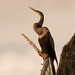 Anhinga Looking Over the River! by rickster549