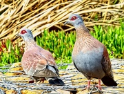9th Oct 2019 - Speckled Pigeons 