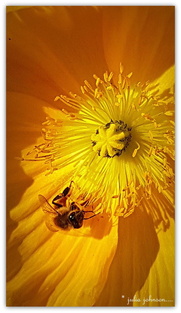 poppy and Bee.   by julzmaioro