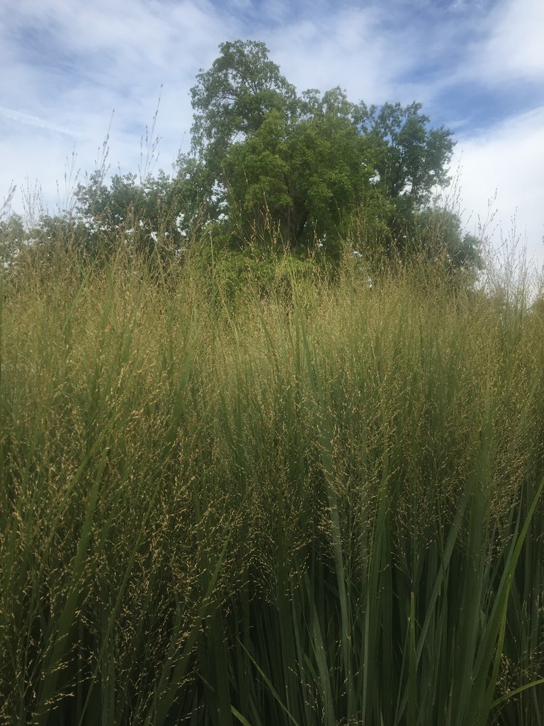Grass by mcsiegle