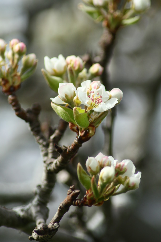 pear blossom by wenbow