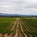 Wine Country Vacation by swchappell