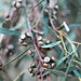 Eucalyptus coccifera ~ Tasmanian Snow Gum by kgolab