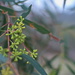 Eucalyptus Radiata ~ Narrow Leaved Peppermint Gum by kgolab