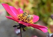 8th Oct 2019 - Dahlia and two bees