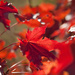 Autumn leaves by kiwichick